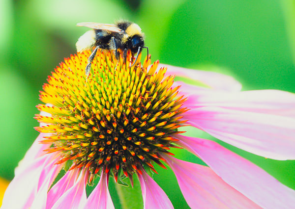 echinacea3